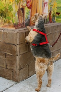 Coming or going, Jazzy is interested in her image on the traffic control box.