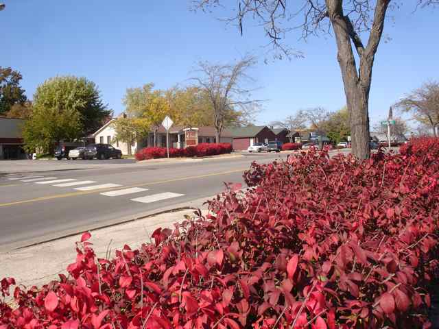 The burning bushes have turned a beautiful fall red.