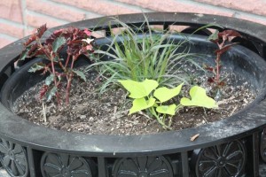 It takes sun, water, and a little faith to get the black planters to an attractive stage.