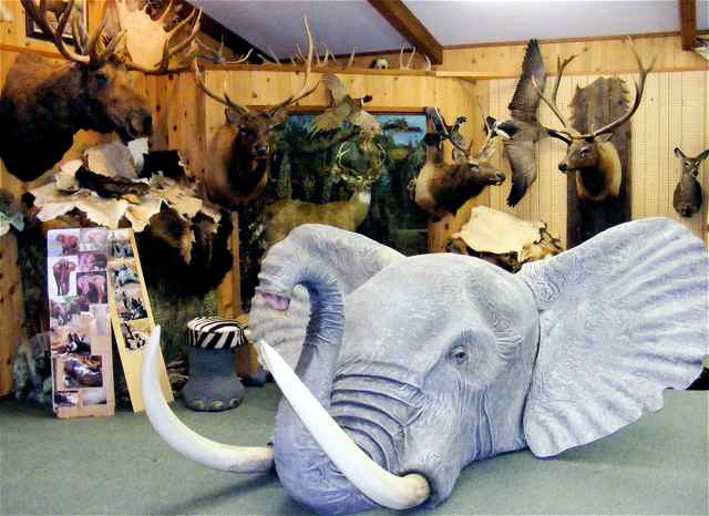 The Tutterrows prepared an elephant head for one client who had gone hunting in Africa.