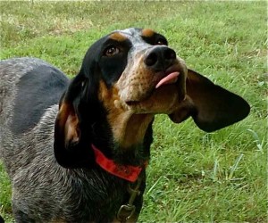 Coon hound sticking out his tongue